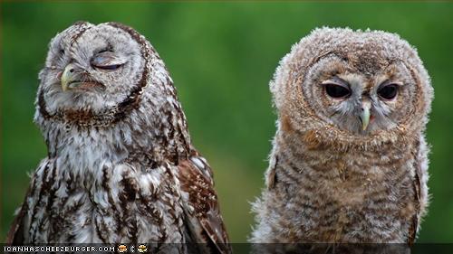snob-owl